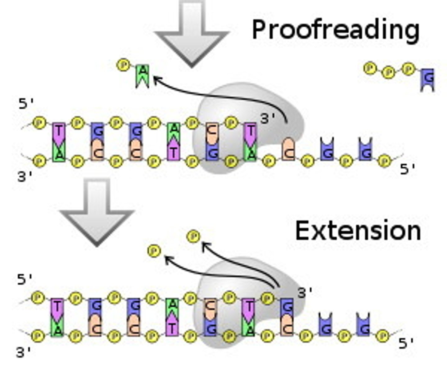<p>DNA polymerase checks base pairs: recognizes mistake, goes back and fixes it</p>