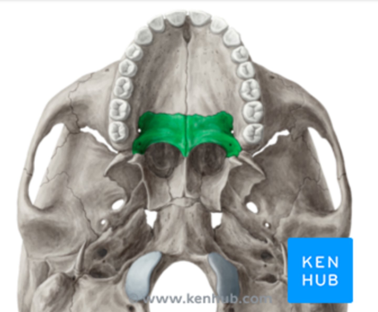 knowt flashcard image