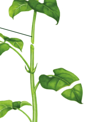 <p>2 roles of <strong>shoots/stem</strong></p>