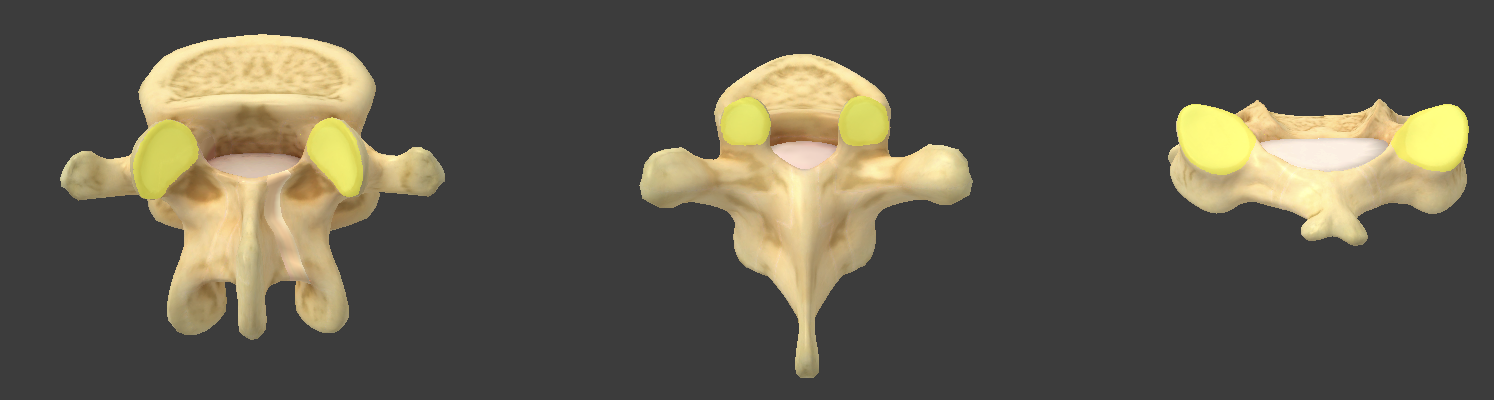 <p>articulates with the inferior articular facet and L5</p>
