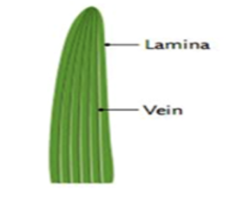 * Have **parallel** veins
* Have **long, thin leaves**
* Ex. grasses, orchids, lilies