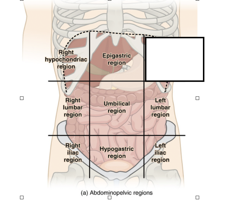 <p>What organ(s) can be found in this region?</p>