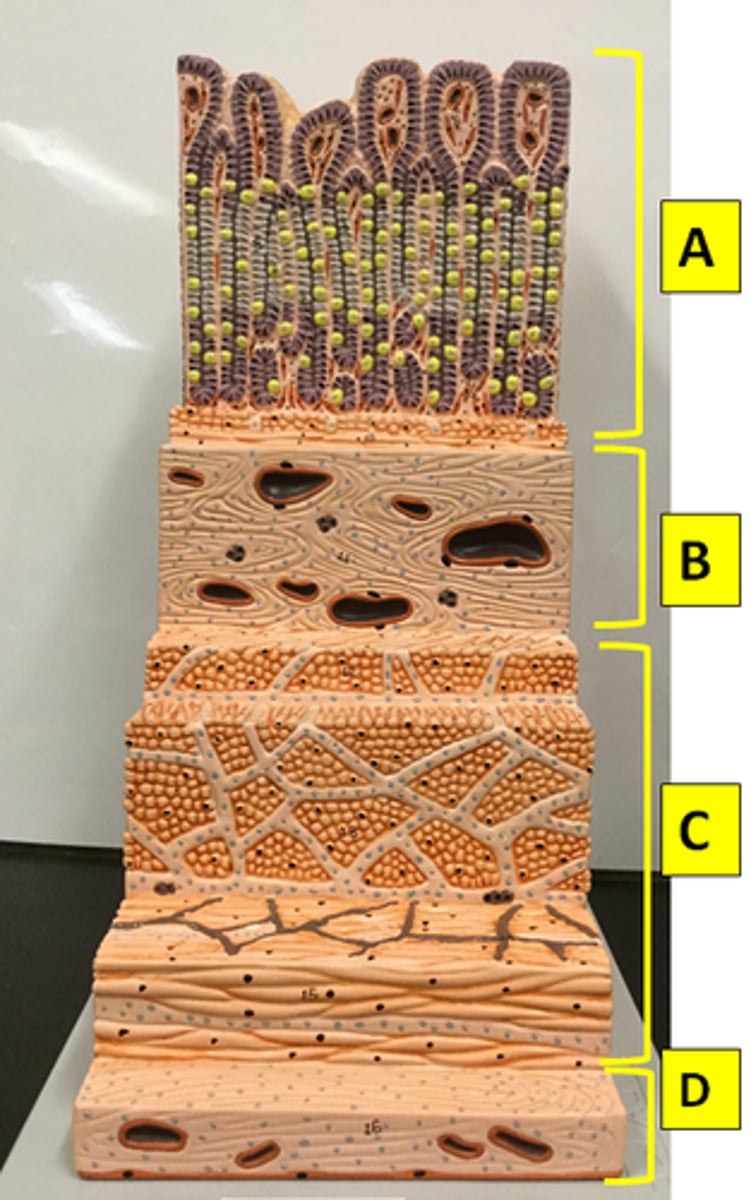 <p>C</p>