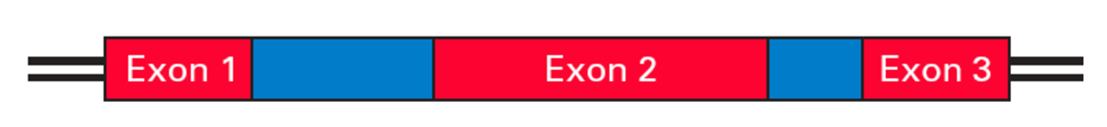 <p>Assume that all three exons can be alternatively spliced, how many distinct mRNAs can be generated from the gene below?</p>