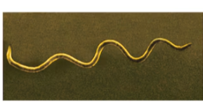 <p>flexible form that resembles a spring or a worm<br>• Contains a periplasmic flagella/axial filament used for movement</p>