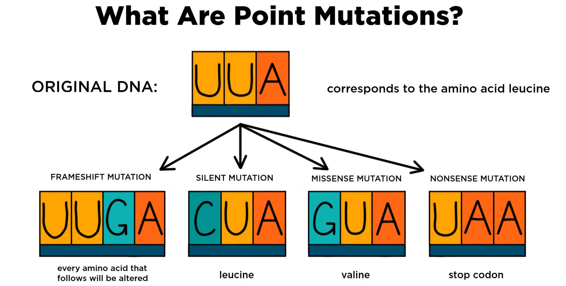 <ul><li><p>Base substitution</p></li><li><p>Frameshift mutation (base insertion or deletion)</p></li><li><p>Silent mutation</p></li><li><p>Missense mutation</p></li><li><p>Nonsense mutation</p></li></ul>