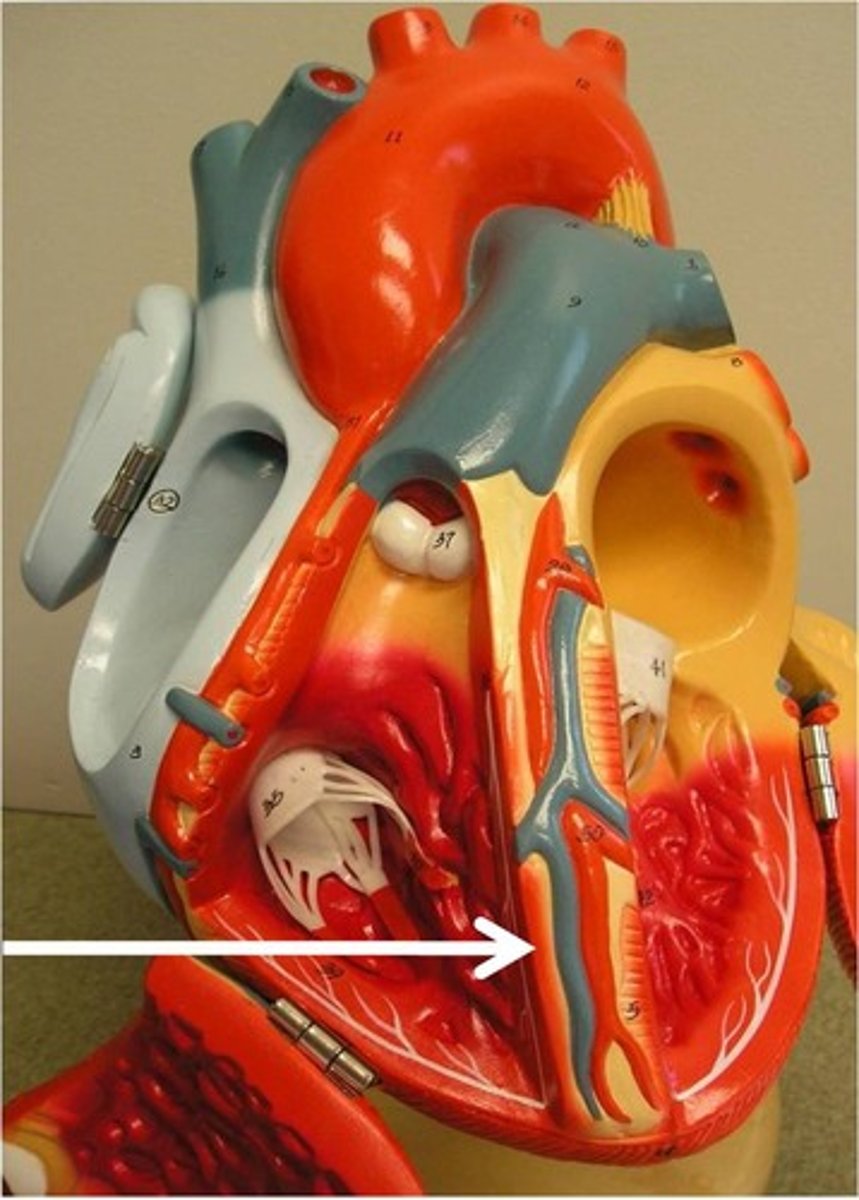 <p>wall between the ventricles</p>