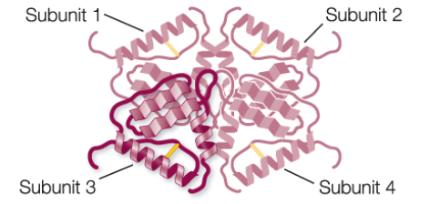 <p>results from the ways in which 2+ polypeptide chains (subunits) bind together and interact</p>