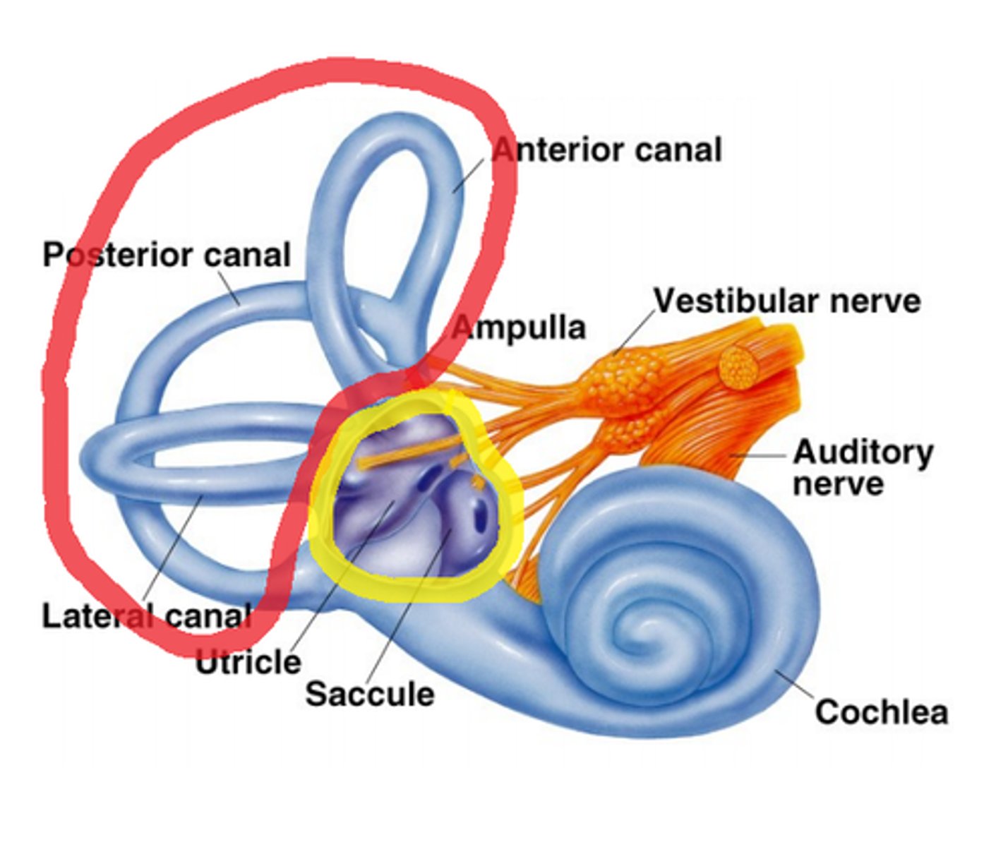 <p>three semicircular canals that provide the sense of balance, located in the inner ear and connected to the brain by a nerve</p>