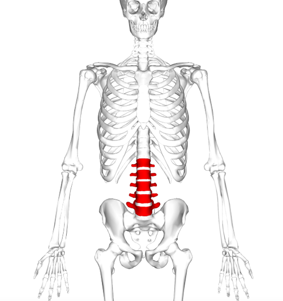 <p><span>What are the key characteristics of lumbar vertebrae?</span></p>