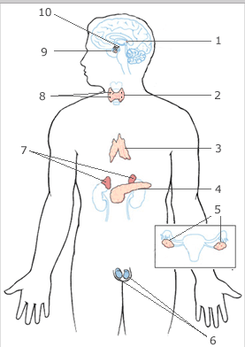 <p>pineal gland</p>