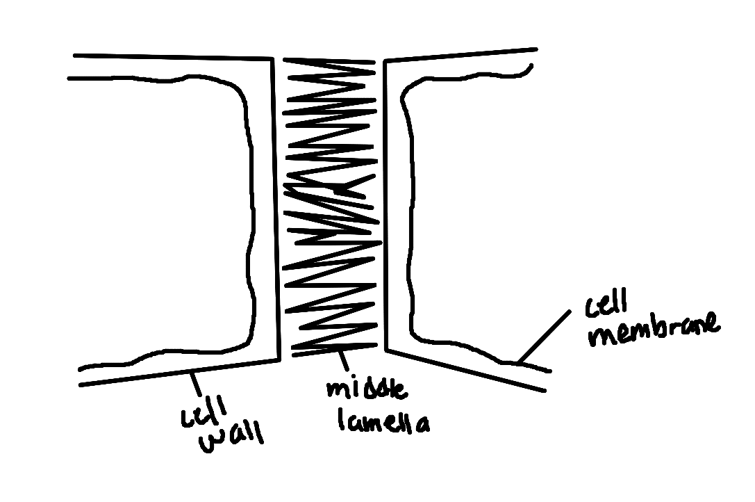 <p>-vesicles move to equator and fuse to form the cell membrane</p><p>-pectin is deposited by exocytosis to form the middle lamella</p><p>-cellulose is deposited by exocytosis to form the cell</p>