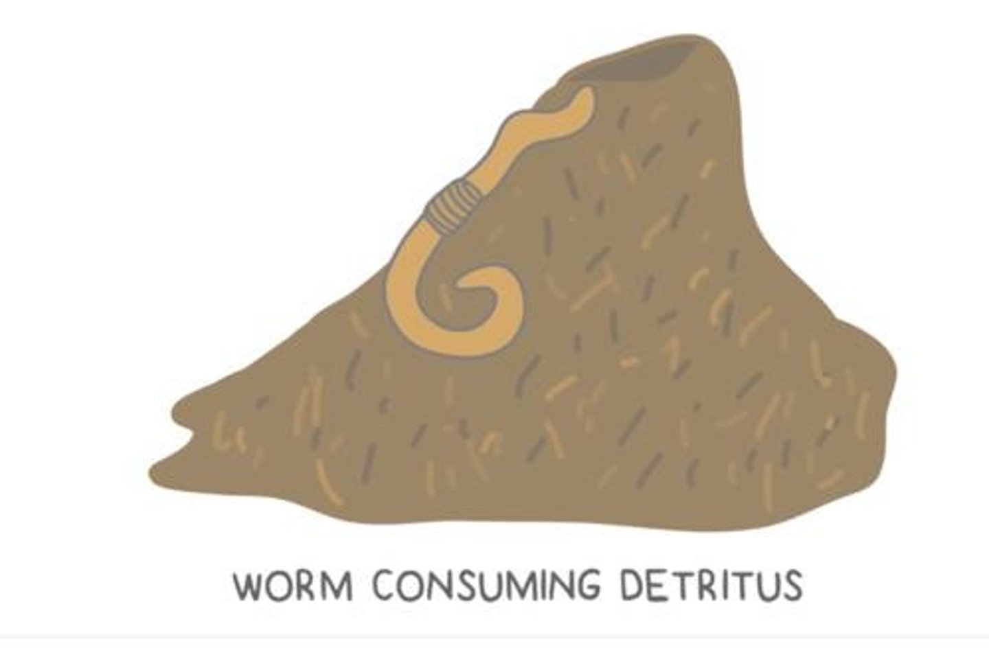 <p>Worms and slugs are examples of detritivores.</p>