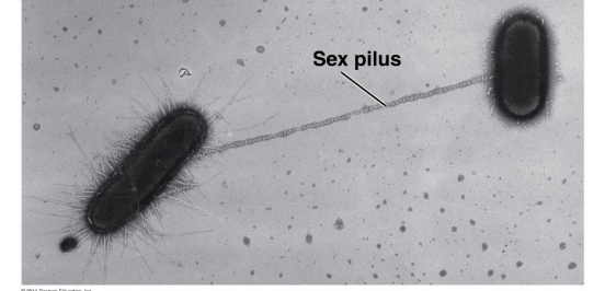 <p>form sex pilus</p>