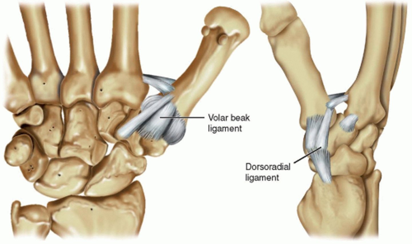 <p>Variable anatomy; curtain-like structure covering the volar joint surface</p>
