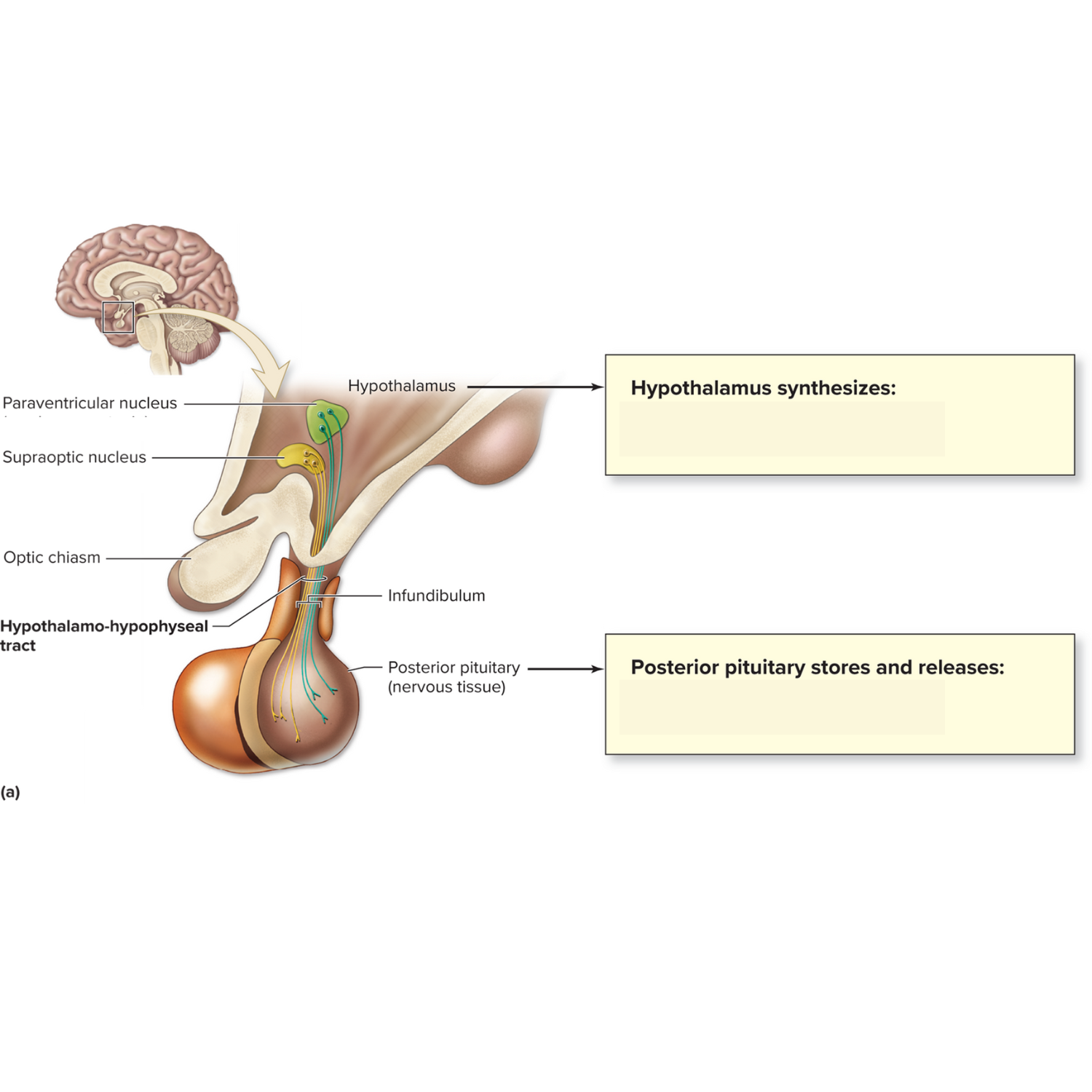 <p>What hormone does the supraoptic nucleus produces?</p>