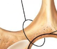 <p>Connect the spinous process to the pedicle</p>