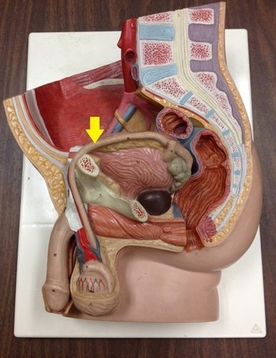 <p>connects testes to the penis</p>