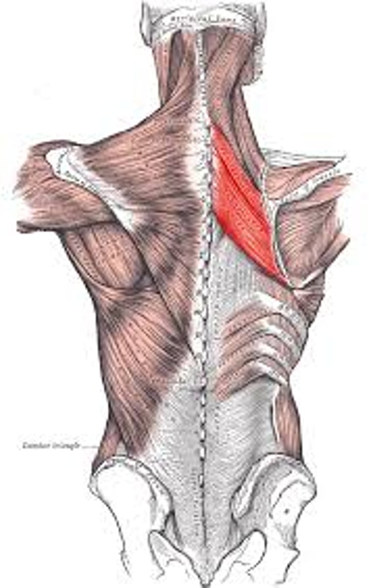 <p>posterior, looks like a geometric rhomboid, medial border of scapula to spine, brings shoulder blades together</p>