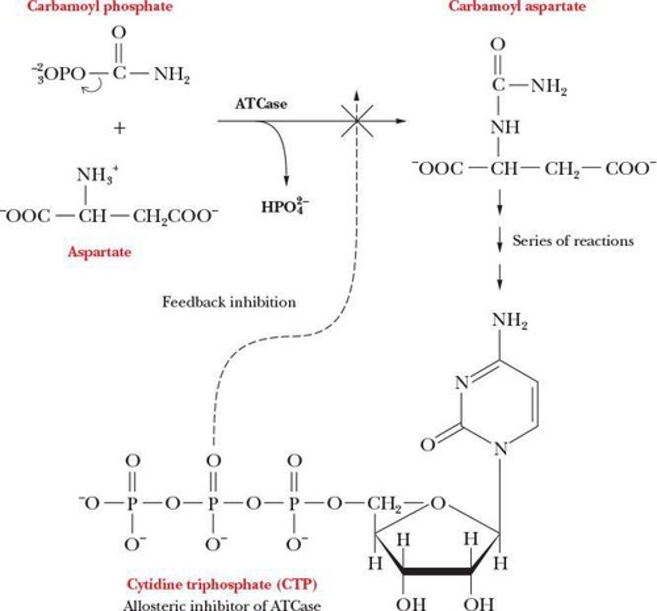 <p>Aspartate transcarbamoylase (ATCase).</p>