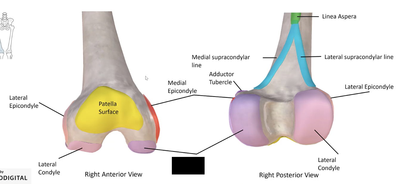 <p>The rounded prominence at the medial side of the distal end of the femur.</p>