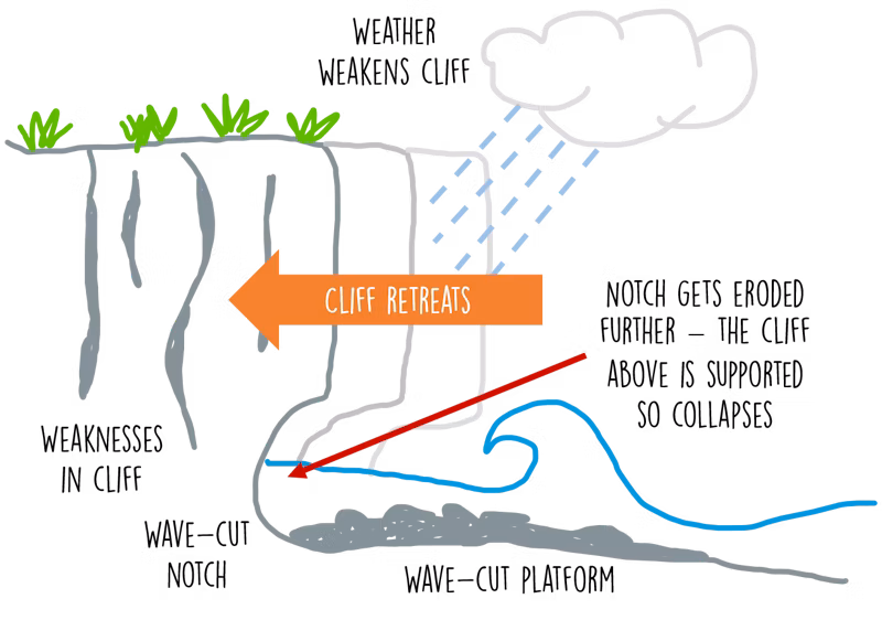 <ol><li><p>The sea attacks the base between high and low tide.</p></li><li><p>A Wave-cut Notch forms by abrasion and hydraulic action at the level of high tide.</p></li><li><p>As the notch increases, the cliff becomes unstable and collapses/retreats.</p></li><li><p>Attrition breaks away the eroded material leaving a Wave-cut Platform.</p></li><li><p>This process repeats as the cliff retreats.</p></li></ol><p></p>