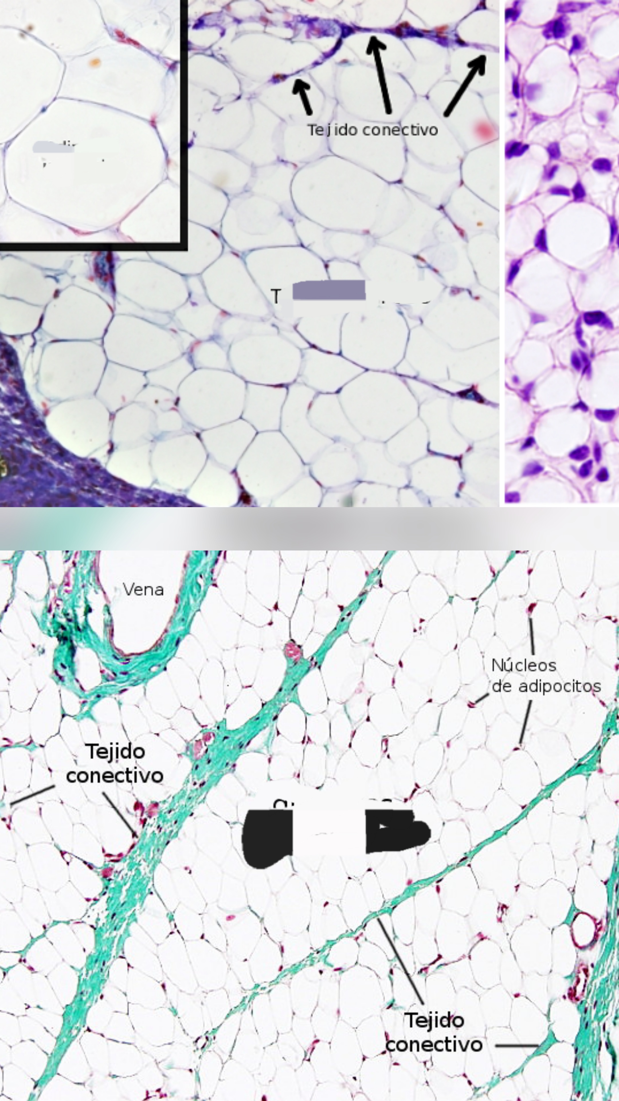 <p>Que tipo de celula es?</p>