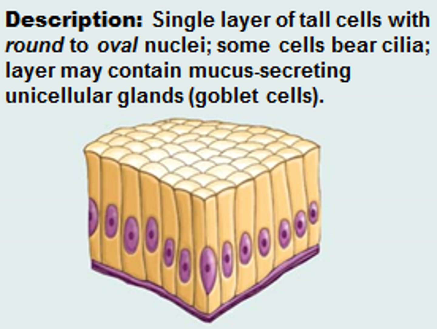 <p>single layer of tall cells with round to oval nuclei; some cells bear cilia; layer may contain mucus-secreting unicellular glands (goblet cells)</p>