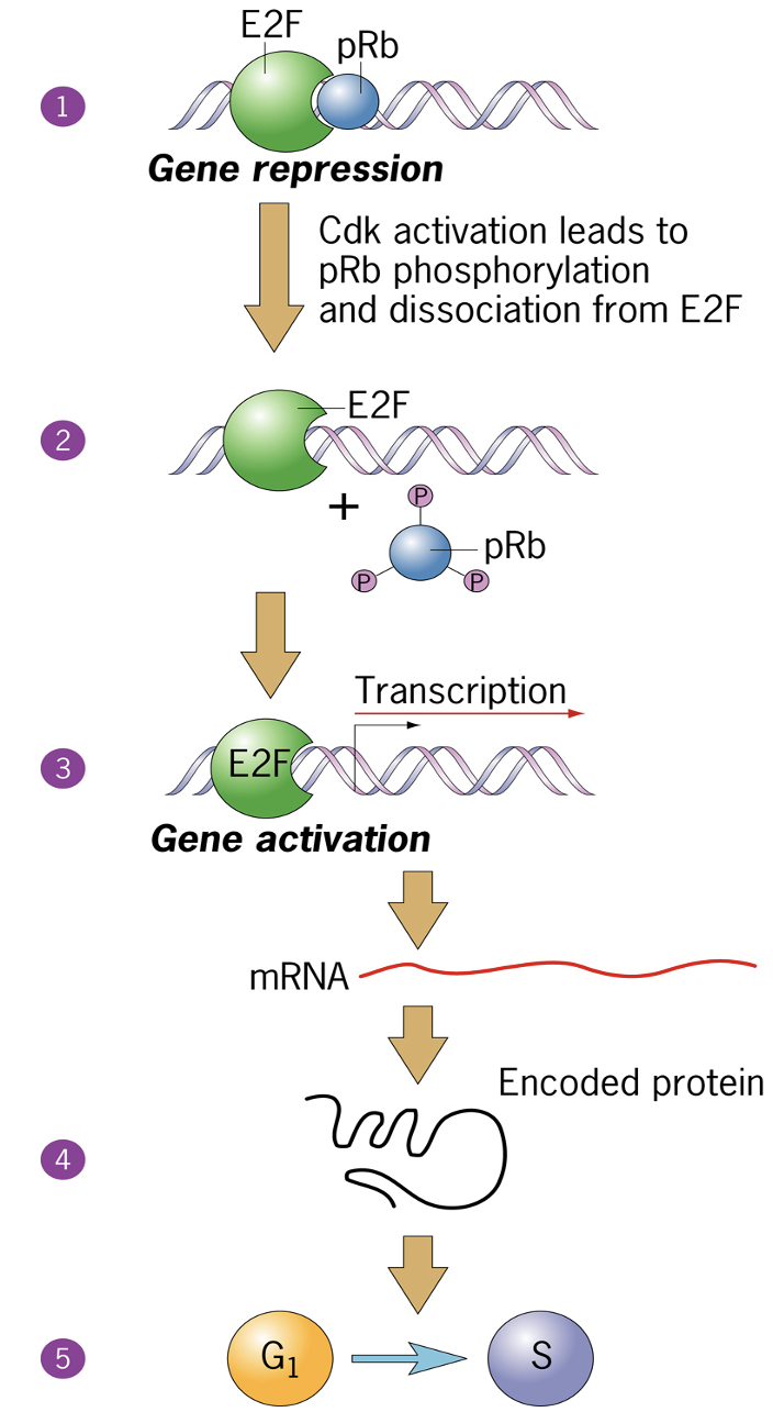 <p>pRb inhibit E2F - activation leads to pRb phosphorylation and dissociation from E2F</p><ul><li><p>outcome is turning on sets of genes that allow cell cycle progression</p><ul><li><p>Cyclin E</p></li><li><p>DNA polymerase</p></li><li><p>thymidine kinase</p></li></ul></li><li><p>E2F drives transcription of genes in S phase</p><ul><li><p>nucleotide biosynthesis </p></li></ul></li></ul><p></p>