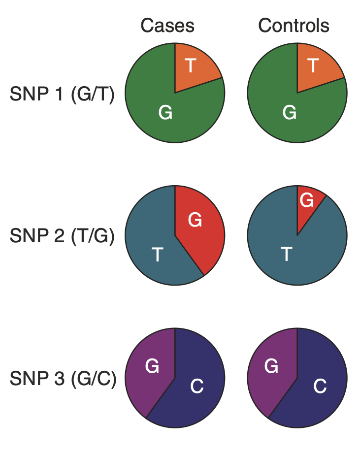 <p>Examine a panel of SNPs in the genome for association with the disease phenotype. Compare the allelic frequency across the entire genome in case + control population. Needs many participants. Have been done for most common diseases. Many risk loci yet to be identified. Missing loci contribute to the “missing heritability problem”. Sig diffs in allelic frequency constitutes an <strong>association</strong> with disease. </p>