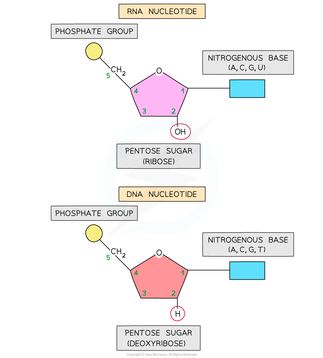 <ul><li><p>DNA has the base thymine, RNA has the base uracil</p></li><li><p>DNA has a deoxyribose sugar, DNA has a ribose sugar</p></li><li><p>DNA is double stranded, RNA is single stranded</p></li></ul><p></p>