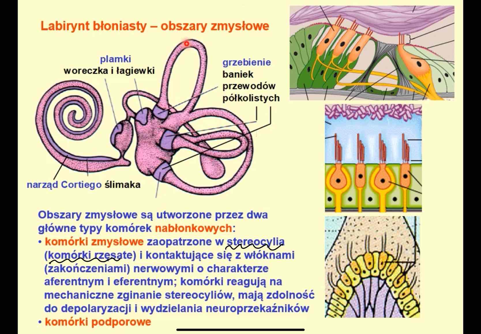 <ul><li><p>komórki zmysłowe zaopatrzone w stereocylia czyli komórki rzęsate</p><ul><li><p>kontaktują się z włóknami nerowymi o charakterze aferentnym i eferentnym </p></li><li><p>komórki reagują na mechaniczne zginanie stereocyliów</p></li><li><p>mają zdolność do depolaryzacji i wydzielania neuroprzekaźników</p></li></ul></li><li><p>komórki podporowe</p></li></ul>