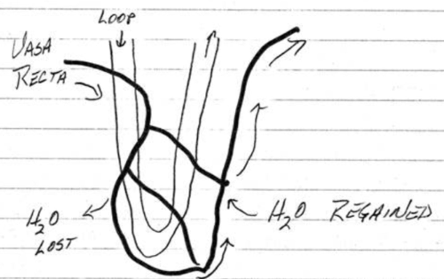 <p>blood flow to the loop cells in the medulla cause water loss so the blood vessels will rise back into the cortex where it can regain the lost water</p>
