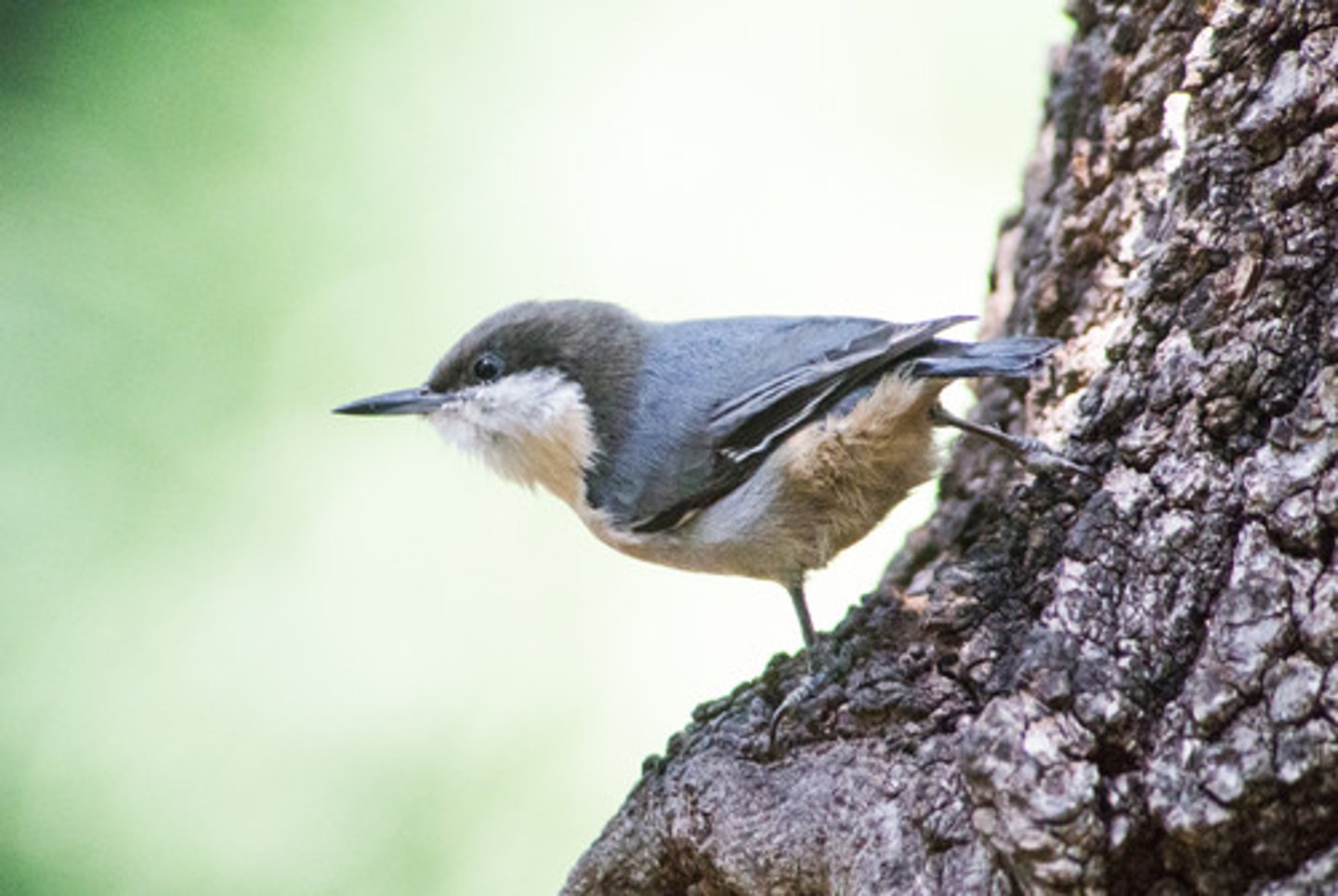 <p>Coniferous forest, especially long-needled pine forests</p>