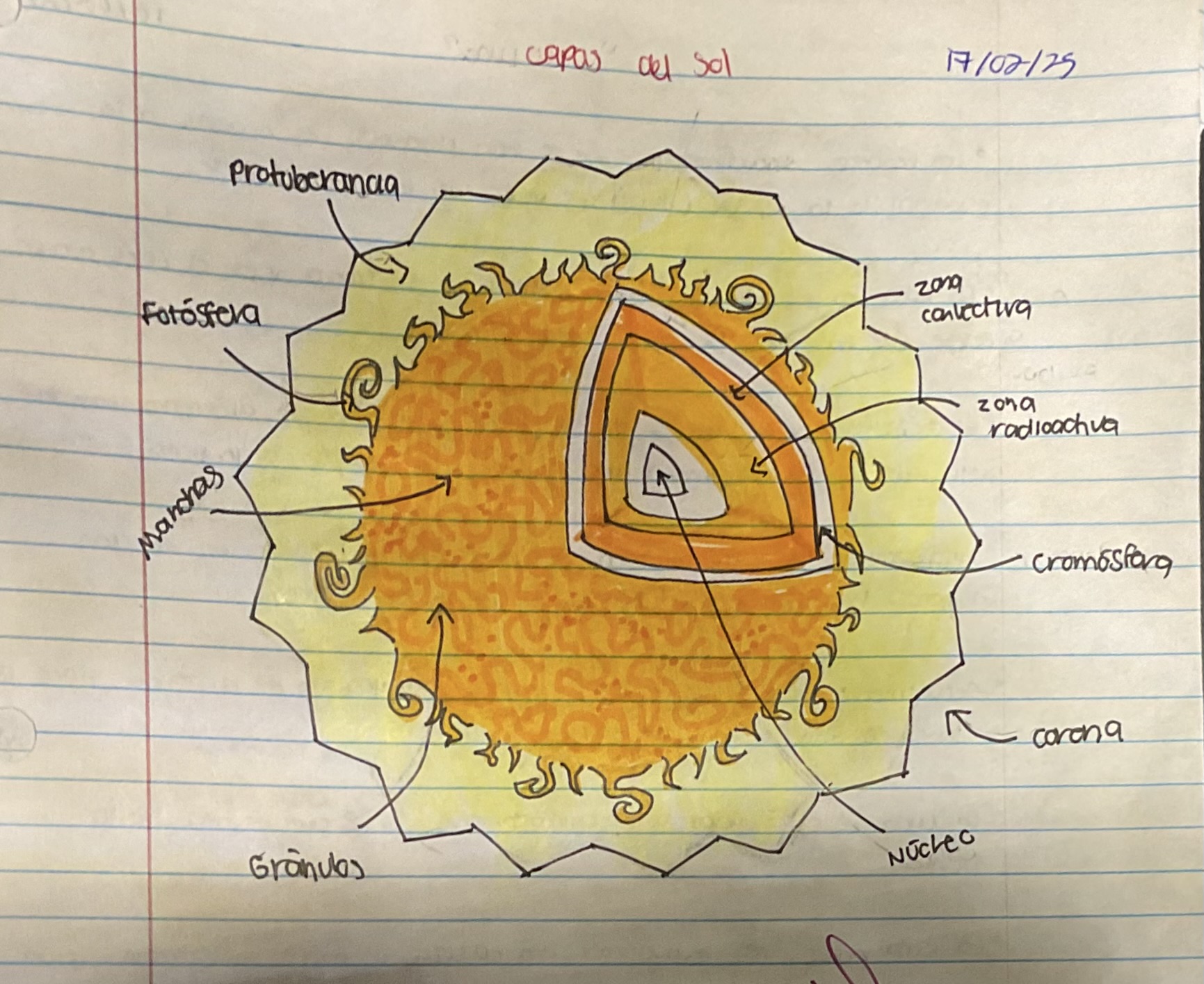 <ul><li><p>Protuberancia</p></li><li><p>Fotósfera</p></li><li><p>Manchas</p></li><li><p>Gránulos</p></li><li><p>Zona Colectiva</p></li><li><p>Zona Radioactiva</p></li><li><p>Cromósfera</p></li><li><p>Corona</p></li><li><p>Núcleo</p></li></ul>
