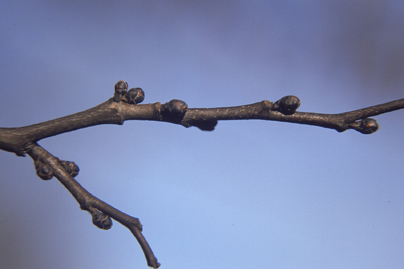 <p>Common name: Eastern redbud</p><p></p><p>Genus: Cercis</p><p></p><p>Species: canadensis</p><p></p><p>Family: Fabaceae</p>