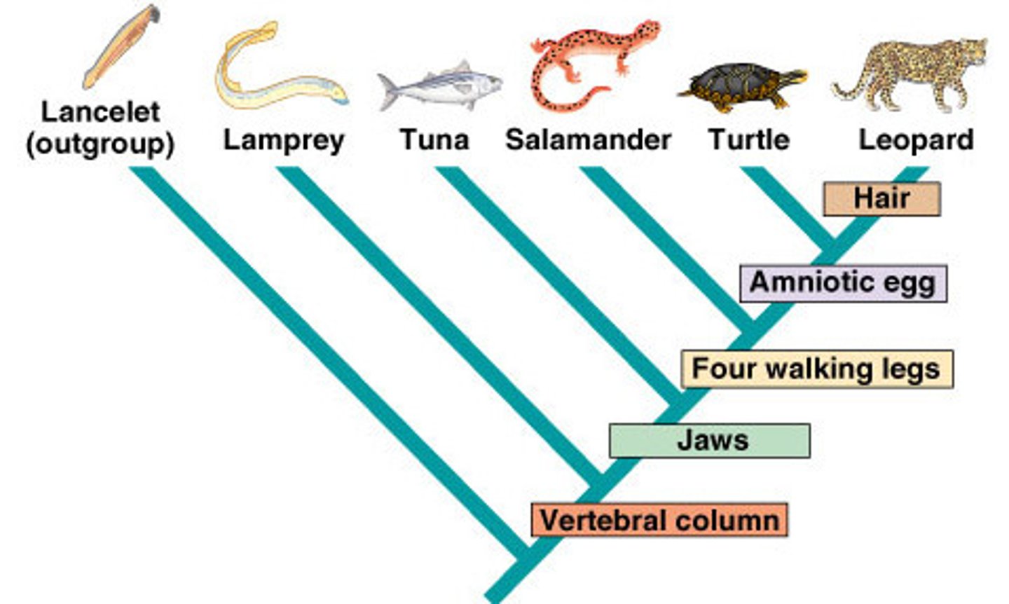 <p>a branching diagram that shows the evolutionary relationships among organisms</p>