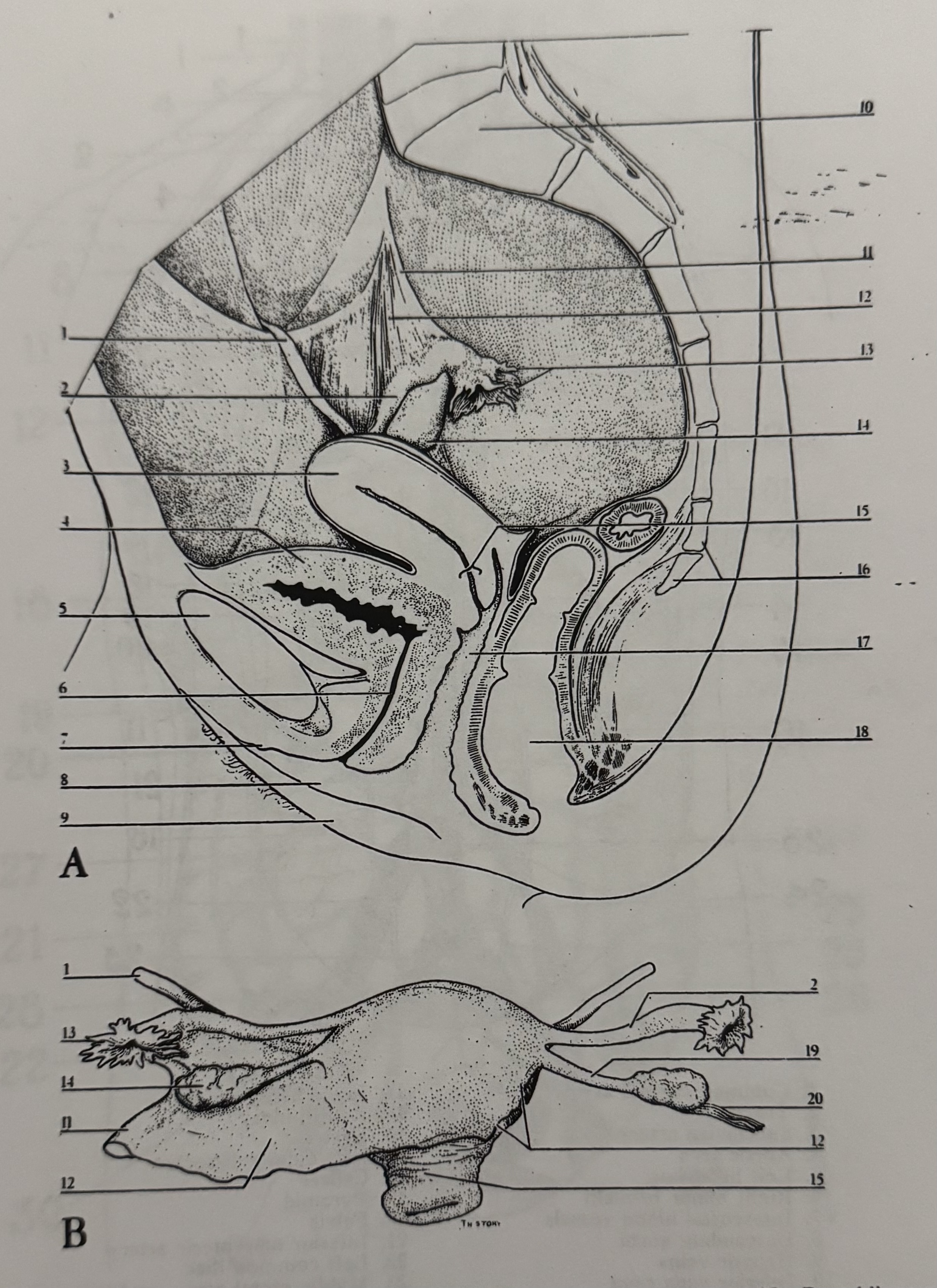 <p>11</p>