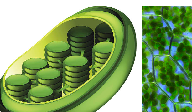 <p>Biomolecules:</p><ul><li><p>organized by internal membranes into diff compartments</p></li><li><p>one compartment holds thick fluid called stroma (contains chloroplast DNA, ribosomes, and enzymes)</p></li><li><p>only eukaryotic, plant cells</p></li></ul><p>Function:</p><ul><li><p>conduct photosynthesis: Carbon Dioxide +H2O →(add sunlight) Glucose + Oxygen</p></li></ul><p></p>