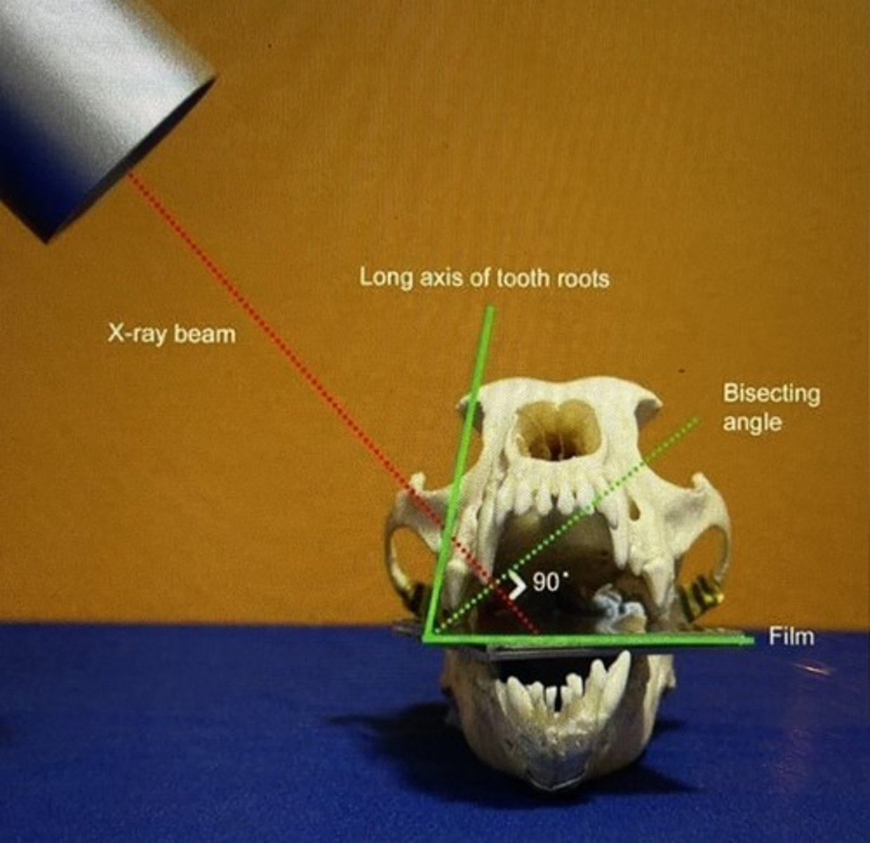 knowt flashcard image