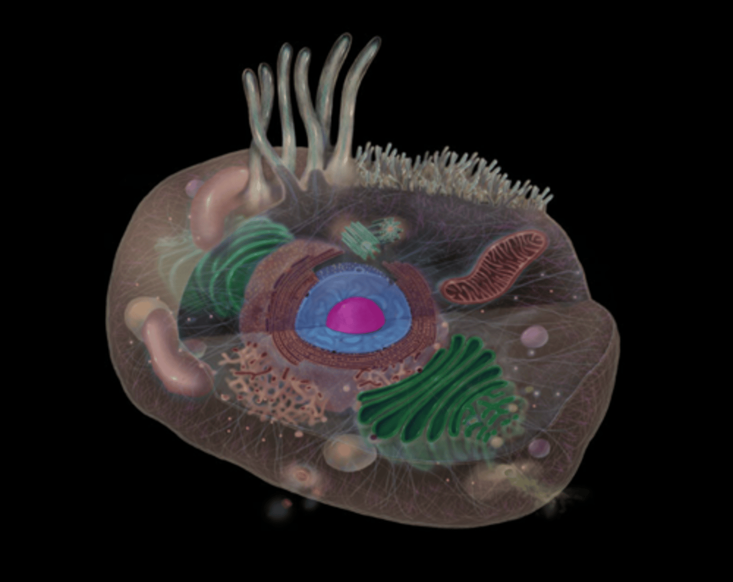 <p>Ribosomal RNA synthesis and ribosome assembly</p>