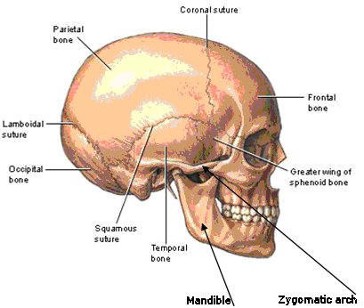 <p>composed of a number of thick bones fused together to form a shell above eyes and ears, holds and protect brains</p><p>Occiput bones (most posterior portion)</p><p>temporal bones (lateral portions)</p><p>parietal bones</p><p>frontal bone (forehead)</p>