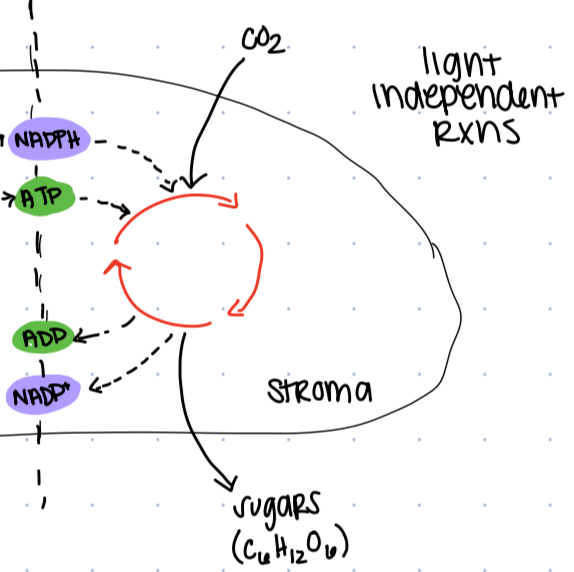 knowt flashcard image