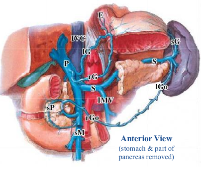 <p>-all veins from foregut derivatives drain into the <strong>portal vein</strong> along with the blood from the midgut and hindgut derivatives</p><p>-usually, the <strong>inferior mesenteric vein</strong> drains into the <strong>splenic vein</strong> and the splenic &amp; superior mesenteric veins joint to form the portal vein</p><p>-pattern is variable- inferior mesenteric vein may join at intersection of superior mesenteric and splenic veins</p>