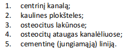 <p>plokštelinis kaulinis audinys (ilgojo kaulo diafizės skersinis pjūvis)</p>