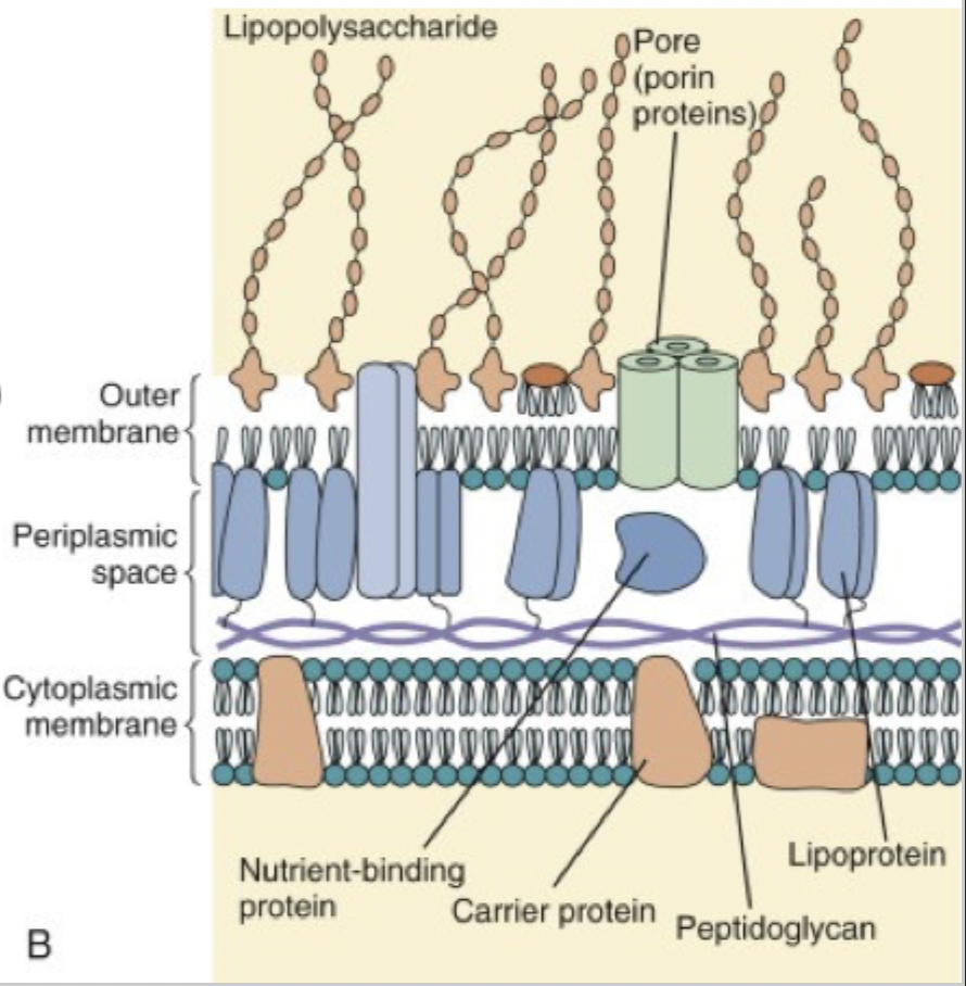 <ul><li><p>more complex than gram-positive cell wall</p></li><li><p>thinner peptidoglycan than gram-positive </p></li><li><p>absence of teichoic and lipoteichoic acids </p></li></ul><p></p><p>outer membrane (OM):</p><ul><li><p>inner leaflet: phospholipids </p></li><li><p>outer leaflet: lipopolysaccharide (LPS)</p></li></ul><p></p><p>periplasmic space:</p><ul><li><p>transport systems for iron, proteins, sugars and other metabolites </p></li><li><p>hydrolytic enzymes - breakdown of large macromolecules (proteases, phosphatases, lipases, nucleases, carbohydrate-degrading enzymes etc)</p></li><li><p>virulence factors, such as collagenases, hyaluronidases, proteases, and beta-lactamase</p></li></ul><p></p><p></p>