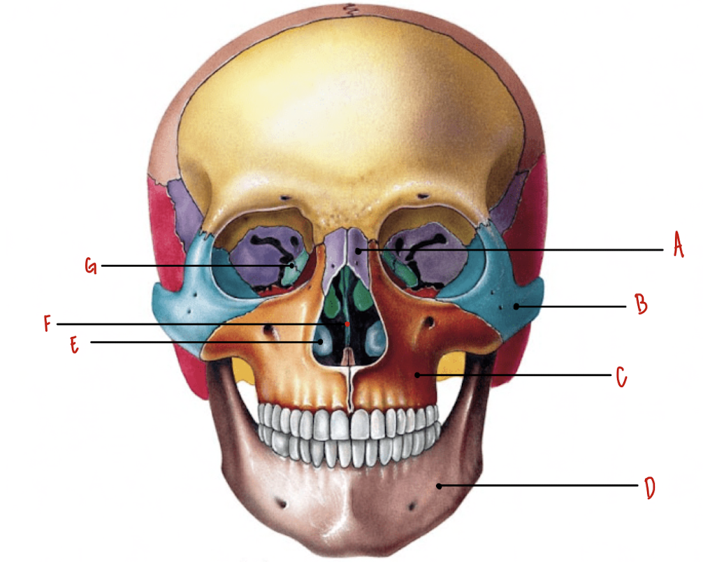 <p>Name the part of the skull labeled F</p>