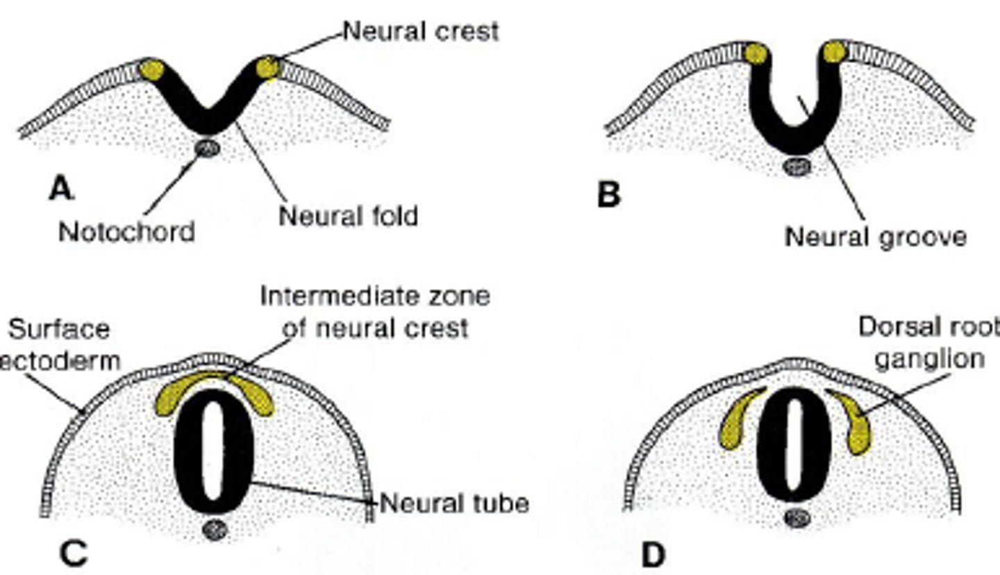<p>early neurulation; this becomes the brain and spinal cord and forms from the ectoderm</p>