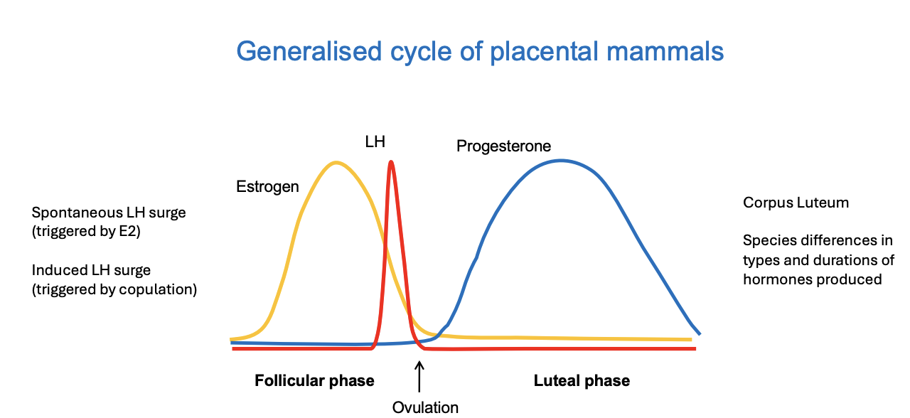 <ol><li><p>follicles developing</p></li><li><p>high estradiol </p></li><li><p>LH surge due to</p><ul><li><p>spontaneous or</p></li><li><p>behaviour → copulation→ LH surge</p></li></ul></li><li><p>High progesterone→ Luteal phase</p></li></ol><p><em>there are species differences in types and durations of hormones produced</em></p><p></p>