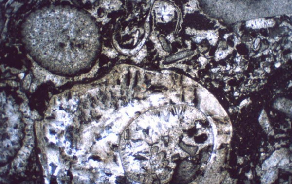 <p>cementation is restricted to intraskeletal cavities such as within gastropods. </p>